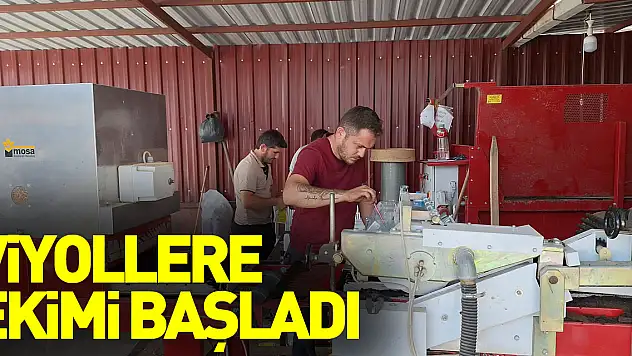 Kışlık sebze fidesi üretimi için viyollere tohum ekimi başladı
