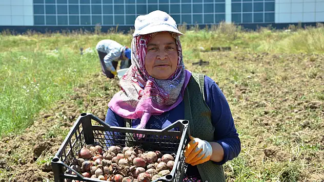 Osmanlı döneminde lale soğanı üretim merkezi olan Ladik'te yumru hasadı