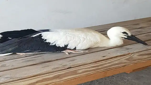 Yaralı leylek yavrusu koruma altına alındı