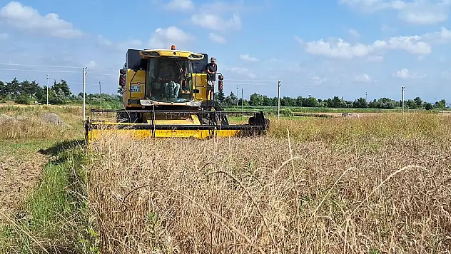 Bafra Ovası'nda 250 bin dekarda ekilen hububatta hasat dönemi başladı