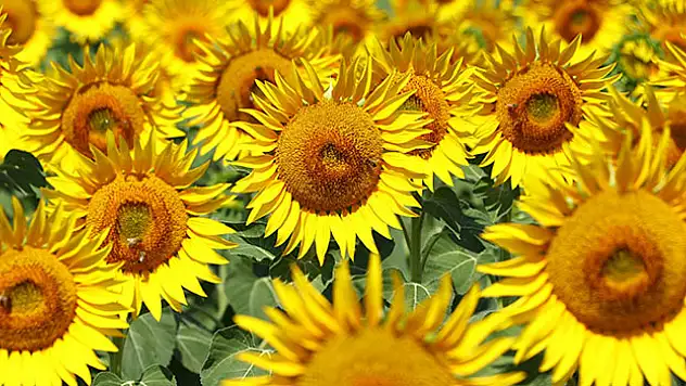 Tekirdağ'daki ayçiçeği tarlalarında 'deklanşör senfonisi' başladı