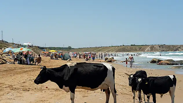 İstanbul'da sıcaktan bunalan inekler, vatandaşlarla aynı plajda serinledi