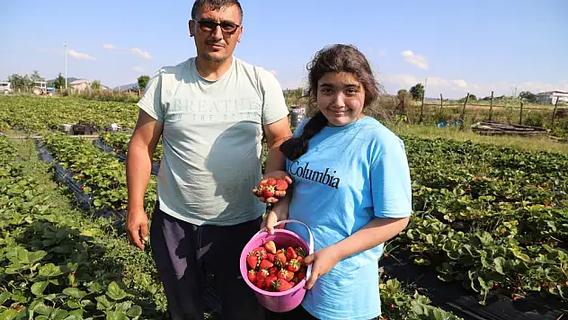 Bu çilek pazara inmeden satılıyor