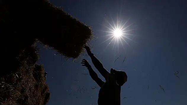 Yaklaşık 900 milyon çiftçi için sıcaklık stresi alarmı