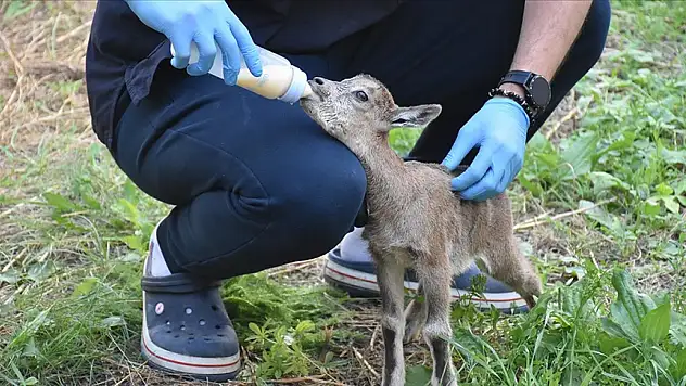 Doğada bitkin halde bulunan dağ keçisi yavrusu biberonla besleniyor