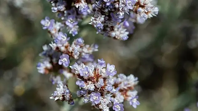 Sadece temmuzda çiçek açan Anadolu Yer Kuduz Otu'na 'akademik' koruma
