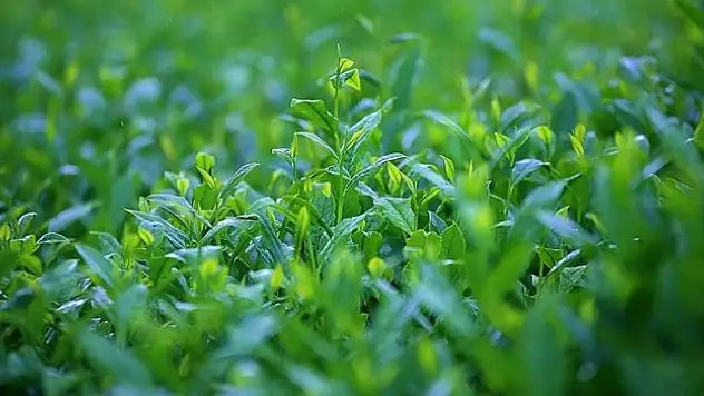 Türk çayı ihracatı yılın ilk yarısını artışla kapatt