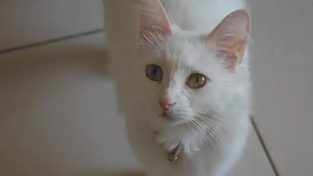 Van kedisi yavrularının sayısının artırılmasında hedef bir önceki yılın üzerine çıkmak