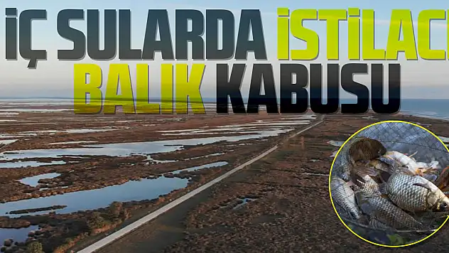 İç sularda istilacı 'İsrail sazanı' ve 'sivrisinek balığı' kabusu