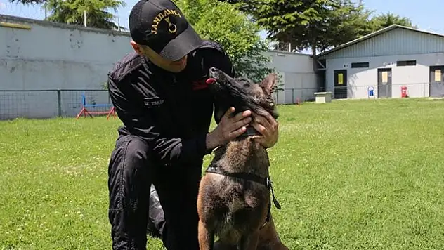 İz takipte jandarmanın en büyük yardımcısı hassas burun 'Tank'