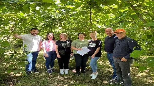 Fındık rekoltesi doğuda düşüyor, batıda yükseliyor