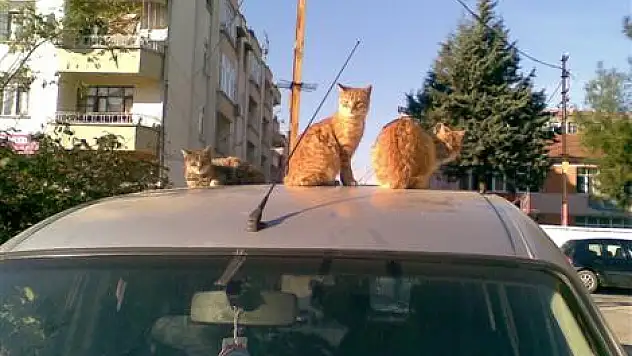 Güneşlenen sevimli kediler!...