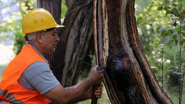 Kilosu 5 bin lira! Dünyanın en pahalı parfümlerinin karışımında kullanılıyor...