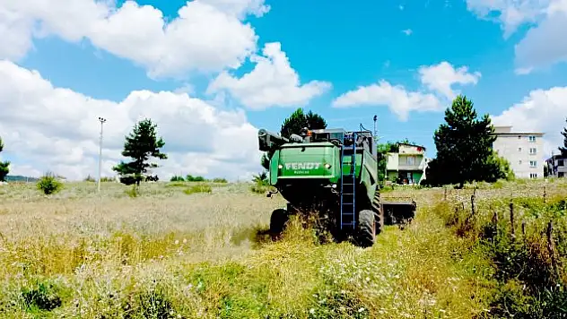 Kavak'ta buğday hasadı