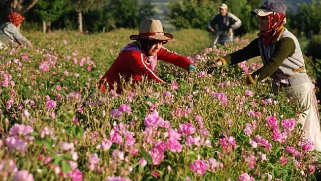 Gülden elde edilen ürünlerle 75 milyon dolarlık ihracat yapılması bekleniyor