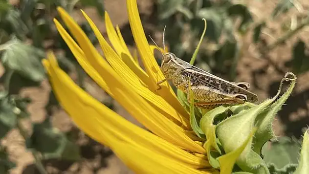 Tekirdağ'da tarım arazilerinde görülen çekirgelere karşı ilaçlama başlatıldı