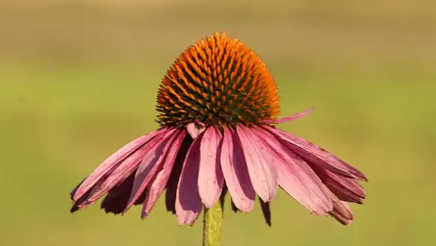 Samsun'un 19 Mayıs ilçesinde ekilen tıbbi aromatik bitki türlerinden ekinezya, çiçek açmaya başladı.