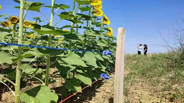 Keşan'da ayçiçeği üreticisi domuz zararına karşı mücadele ediyor