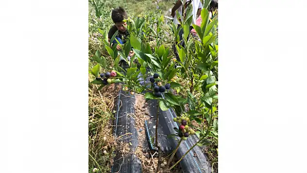 Sinop'ta ilk kez Türkeli'de başlatılmıştı: Yaban mersini yaygınlaşıyor