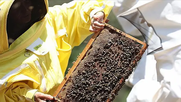 Arı yetiştiricilerine iklim değişikliğine karşı alternatif ürünlere yönelme önerisi