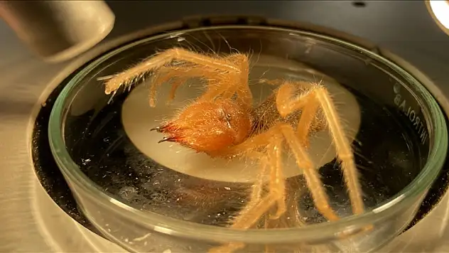 Prof. Dr. Hakan Demir'den örümceğe benzeyen 'sarıkız' ısırığı uyarısı