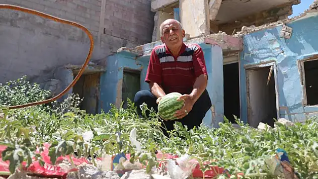 Yıkılan evin enkaz yerinde karpuz çıktı