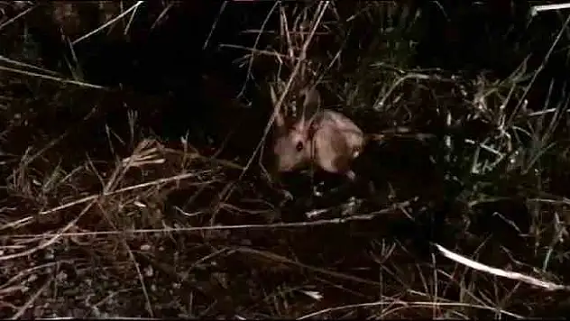 Nadir rastlanan bir tür olan Arap tavşanı Sivrihisar'da görüldü