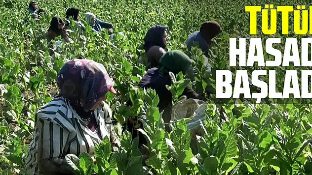 Tütün hasadı başladı