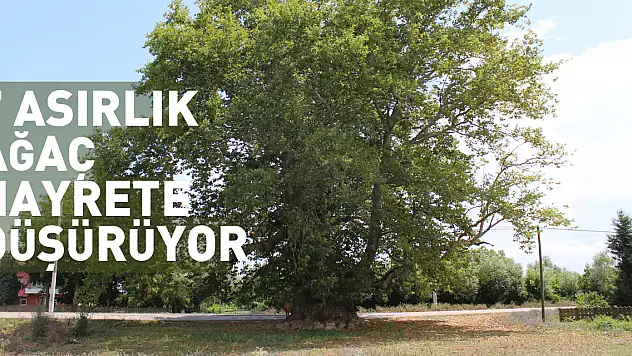 7 asırlık ağaç hayrete düşürüyor