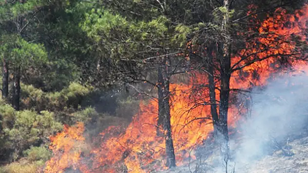 Fethiye'de orman yangını