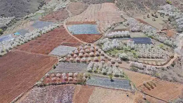 Adana Büyükşehir'den üreticiye destek