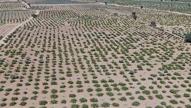 Deprem ve aşırı sıcaklar üzümdeki rekolteyi düşürdü