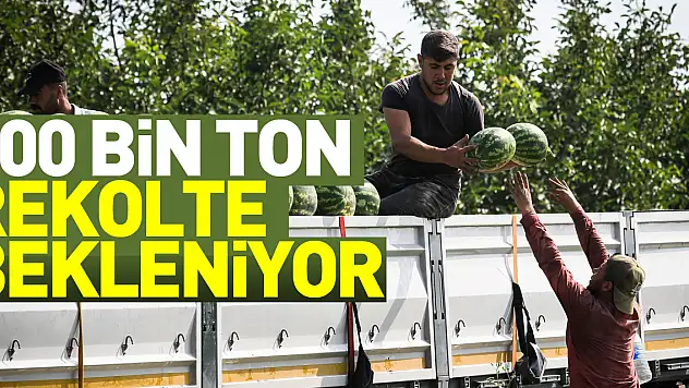 Bafra Ovası'nda karpuzda 100 bin ton rekolte bekleniyor