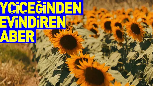 Ayçiçeğinde sevindiren gelişme: Bu sene 'çayır tırtılı' görülmedi
