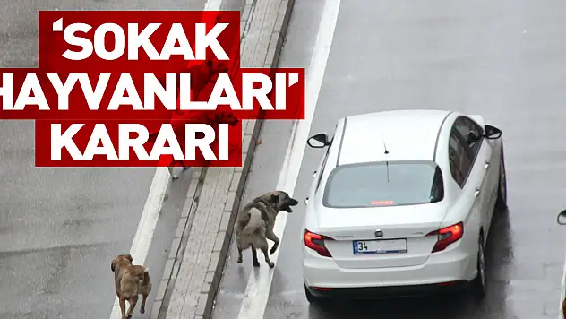 Samsun Valiliği'nden 'sokak hayvanları' kararı