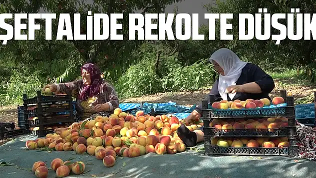 Şeftalide bu yıl rekolte düşük