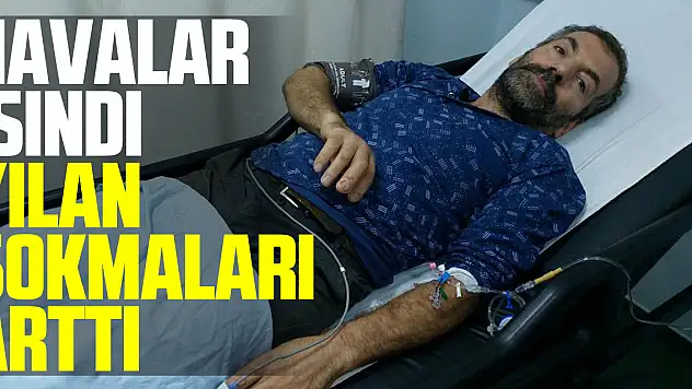 Havalar ısındı, yılan sokmaları arttı