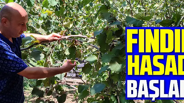 fındık hasadı başladı