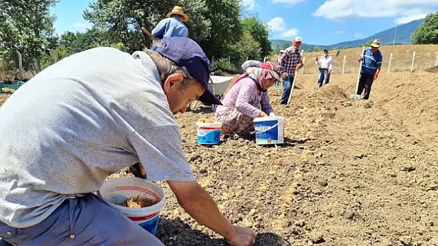 'Dünyanın en pahalı baharatı' toprakla buluştu