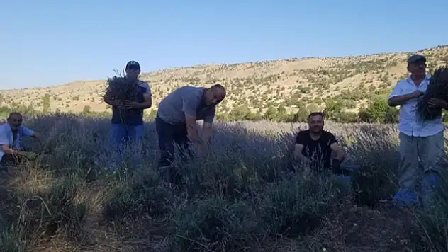 Giresun'da lavanta hasadı başladı