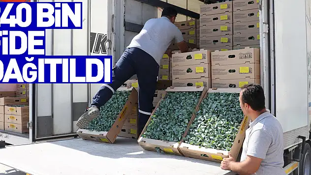 İhracata uygun sebze üretimi için 240 bin fide dağıtıldı