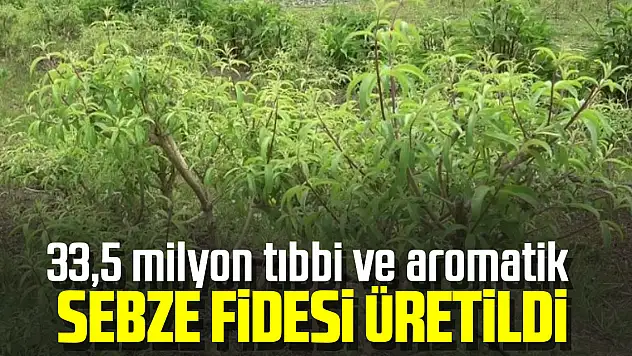 Samsun'da 33,5 milyon tıbbi ve aromatik sebze fidesi üretildi