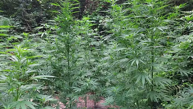 Jandarma 54 kök kenevir ele geçirdi