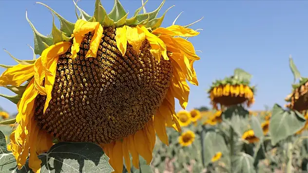 Türkiye'deki ayçiçeğinin yüzde 10'u Kırklareli'nde üretiliyor