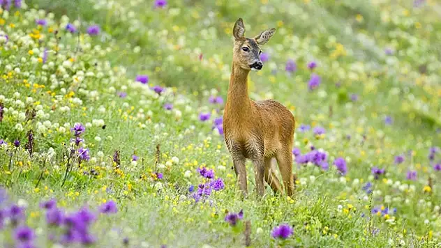 Türkiye'nin projeleri nesli tehlike altındaki hayvanları 'hayata bağlıyor'