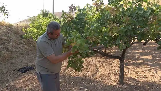 Dolu ve aşırı sıcaklar Siirt fıstığını etkiledi, rekoltede düşüş bekleniyor