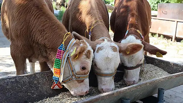 Gaziantep'te üçüz doğan buzağılara özenle bakılıyor