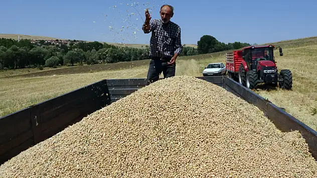 San hastalığı ve aşırı sıcak, nohutta verimi düşürdü
