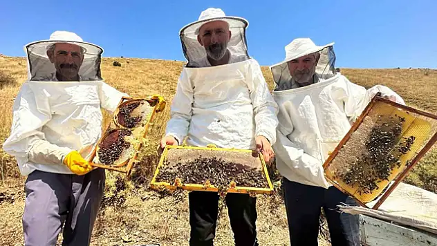 İklim değişikliği ve sıcaklık son 3 yılda bal rekoltesini yüzde 100 düşürdü