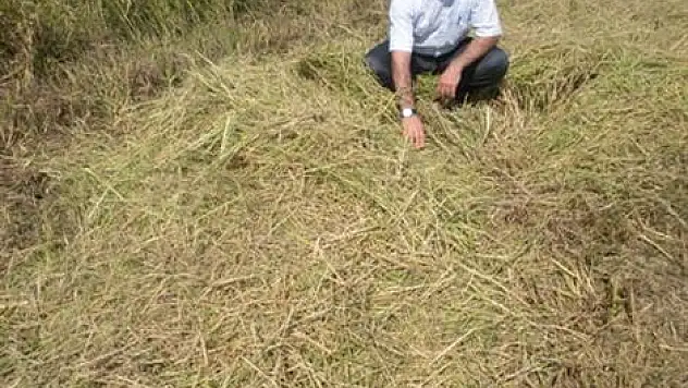 Üreticinin Bu Sene Yüzü Güldü